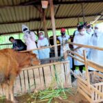 Cegah Penyebaran PMK, Gubernur Tinjau Penyemprotan Desinfektan di Kandang Peternak Mojokerto